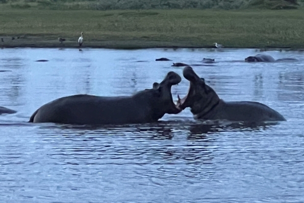 Hippo Fight